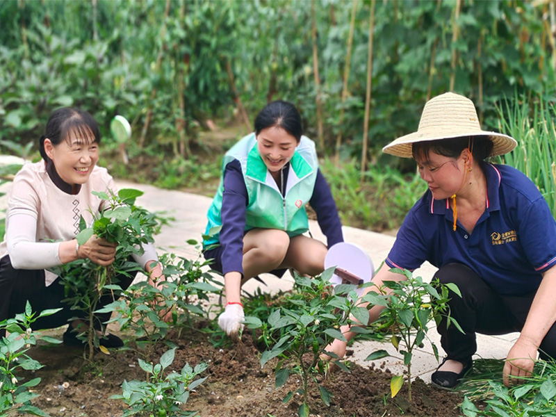 农场种植分享